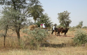 FREDIE LA VIE AU NIGER